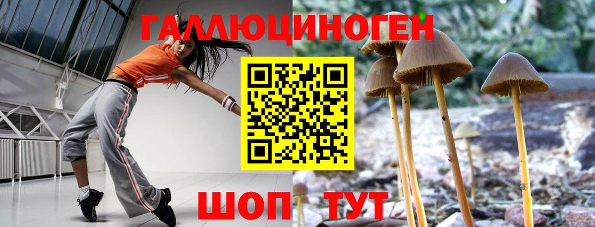Сухой Лог  Галлюциногенные грибы Psilocybine cubensis  Вход с VPN 